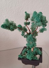 Bonsai Baum 100% Moos Unikat