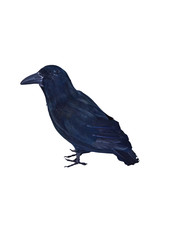 Raben schwarze feder halloween - raben,