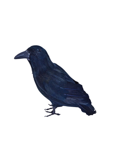 Raben schwarze feder halloween - schwarze,