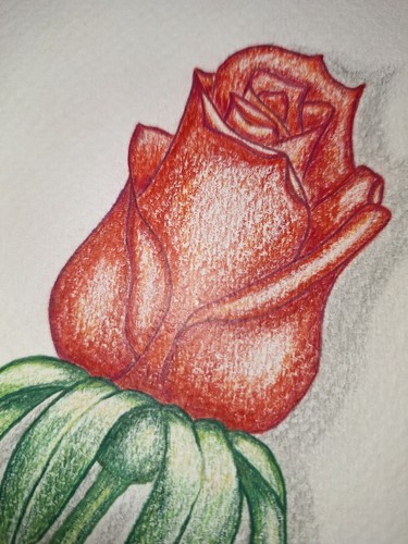 Bild rote rose - rose, –