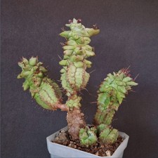 Euphorbia horrida f