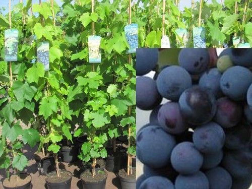 Vitis vinifera venus kernlos - vitis,
