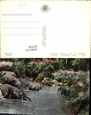 487330,Foto Ak Faune Africaine