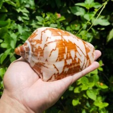 Natürliche Einsiedlerkrebs