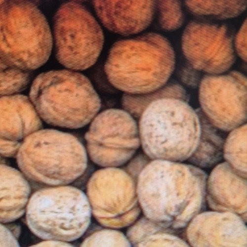 Walnüsse schale ernte - in, –