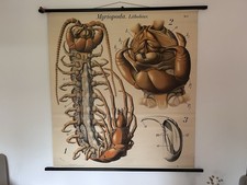 Schulwandkarte Pfurtscheller