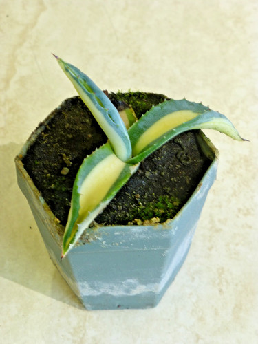 Agave americana mediopicta