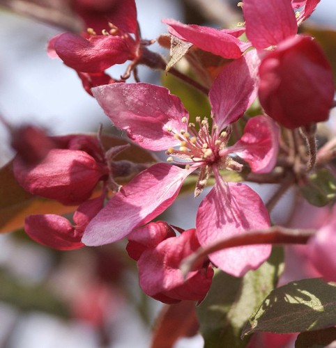 Zier apfelbaum profusion - zier,