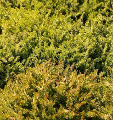 10x winterheide nadja - -, erica