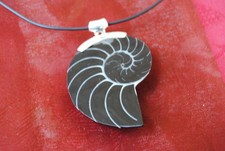 50% Rabatt Nautilusmuschel