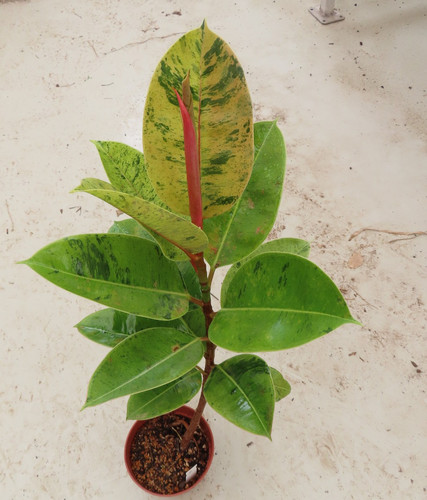 Ficus elasica shivereana