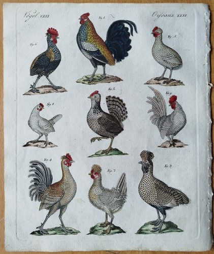 Vögel huhn hahn bertuch - vögel,