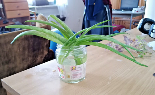 Aloe vera ableger stück - 1, stück–