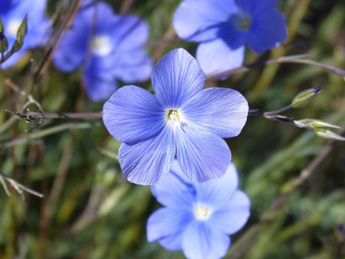 000 samen blaue ausdauernder - 2.000,
