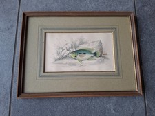 Altes antikes Fischbild