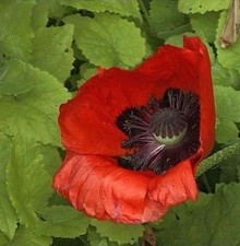 Türkischer Mohn Feuerriese -