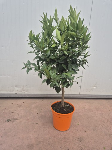 Mandarinenbaum stämmchen - mandarinenbaum,