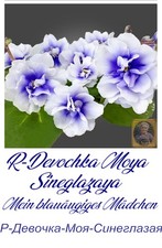 African Violet Devochka Moya Sineglazaya 1 Blatt Usambaraveilchen Zimmerpflanze