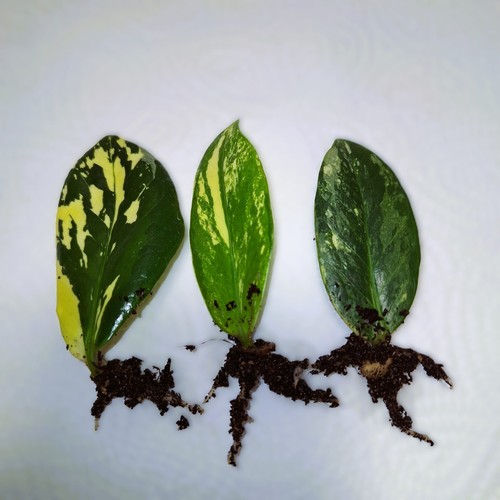 Zamioculcas variegata - , /