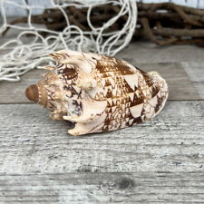 Voluta Imperialis 10-11cm