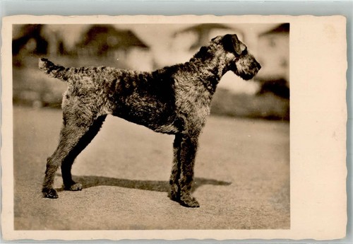 38166555 airedale terrier - airedale,