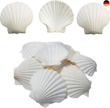 Weiße Jakobsmuscheln 16 STÜCKE Natürliches Muscheln Deko Muschelsortiment für Os