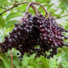 Schwarzer Holunder Haschberg Sambucus nigra Wildobst Busch Strauch Stämmchen