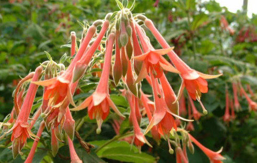 Fuchsien pflanze fulpila - fuchsien, "fulpila"