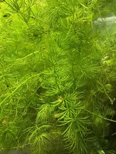 Hornkraut  Aquarium  10