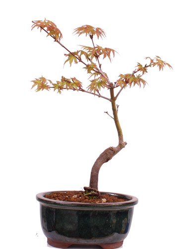 Bonsai acer palmatum - bonsai,