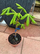 Rosskastanie weißblühend