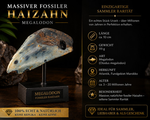 Massiver fossiler haizahn 111 - massiver, (111