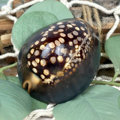 Cypraea mauritiana 5cm - cypraea,