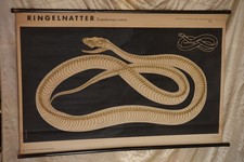Schulwandkarte Schlange Ringelnatter Skelett  | Vintage Lehrtafel Rollbild DDR