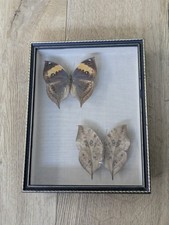 Kallima Inachus  Schmetterling