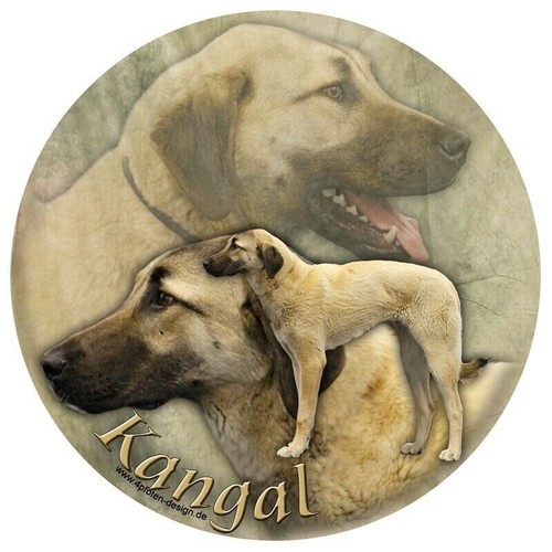 Kangal anatolischer hirtenhund - kangal,