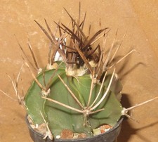 Astrophytum niveum f nudum