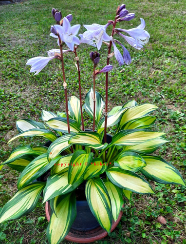 Hosta rainbow end kl - hosta, *rainbow’s