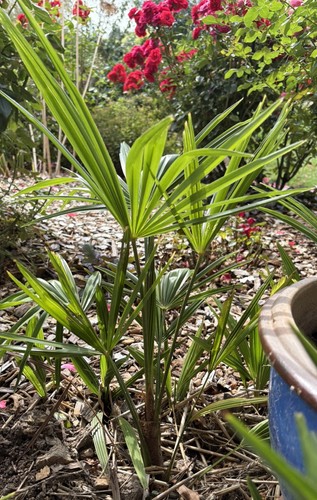 Stk hanfpalme garten - stk.,