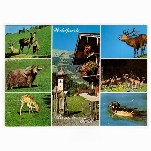 Wildpark aurach in - ak, tirol
