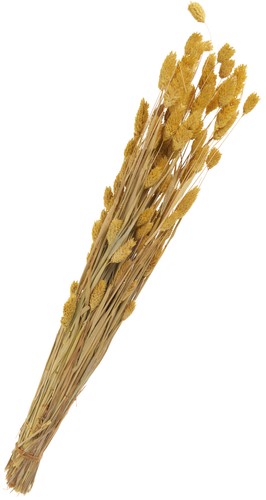 Trockenblumen phalaris l - trockenblumen, "phalaris",