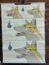 DDR Rollkarte Schulkarte