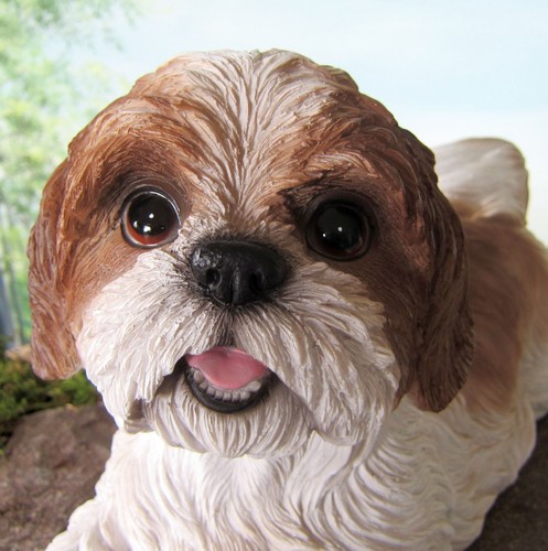 Boomer hund shih tzu bolonka - boomer,