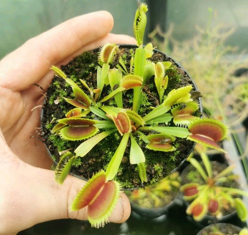 Dionaea muscipula brutal - dionaea, muscipula"brutal