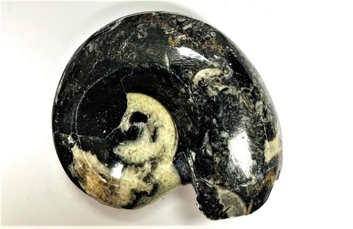 Fm0016 goniatit ammonit fossil - fm0016,