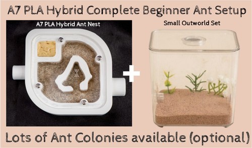 Ameisenfarmnest formicarium - ameisenfarmnest,