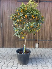 Herrlicher jahre - 10,