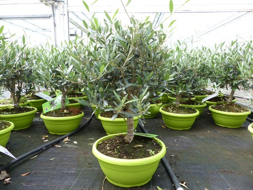 Olivenbaum bonsai formgehölz - olivenbaum,