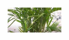 5x Bambus Palme Pogonatherum