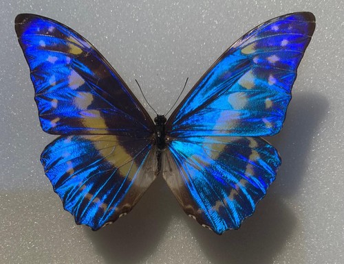 Morpho cypris männchen - cypris,